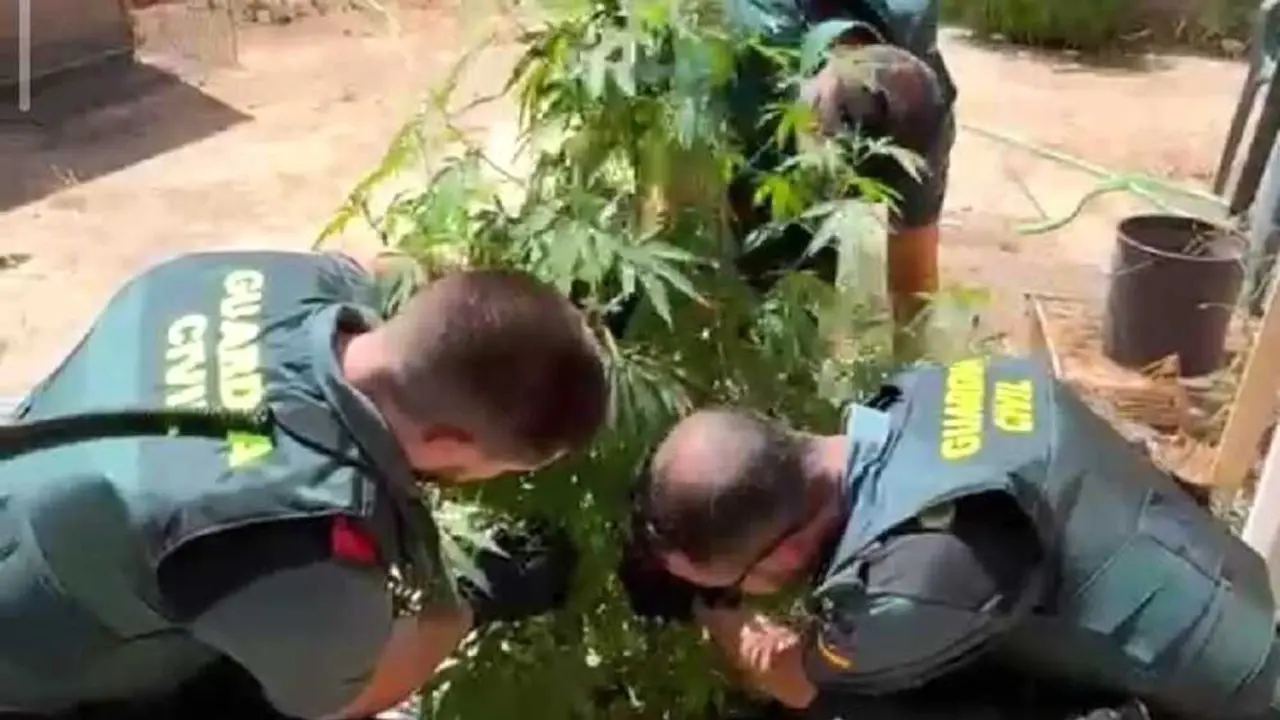 Dos investigados por cultivar marihuana en un bar de Casasimarro (Cuenca)