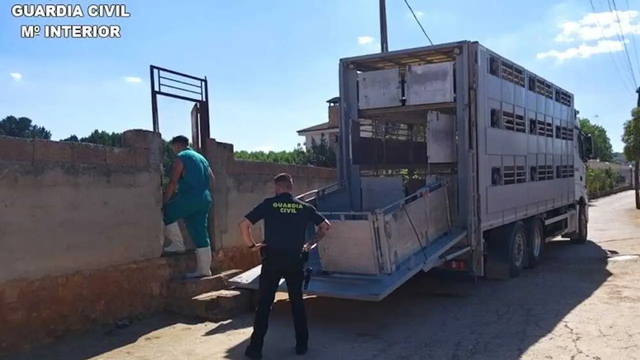 El SEPRONA inmoviliza 28 ovejas tras hallar cad&aacute;veres en Ruidera (Ciudad Real)