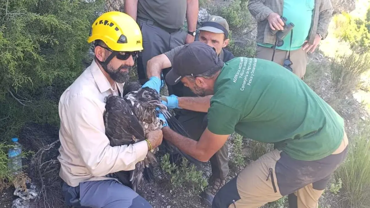 Nace en Yeste (Albacete) el primer quebrantahuesos de Albacete en 50 a&ntilde;os