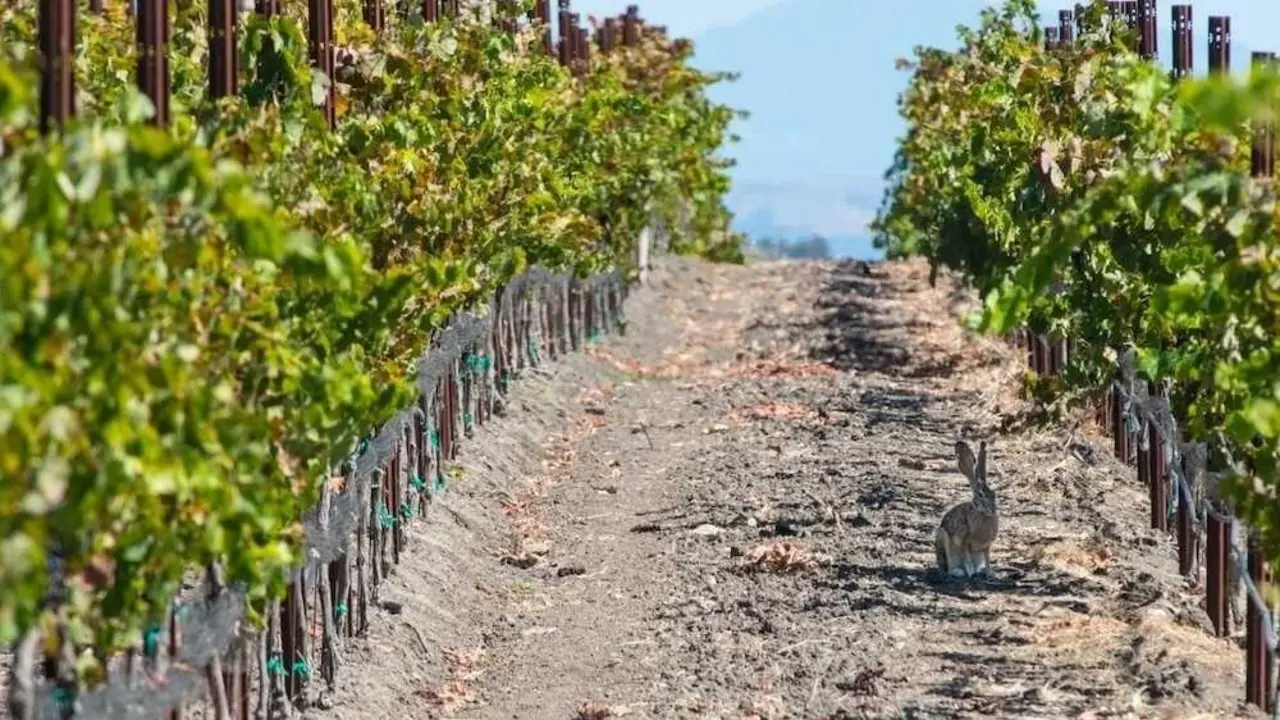 Castilla-La Mancha fija ayudas de 2 millones para proteger cultivos de los conejos