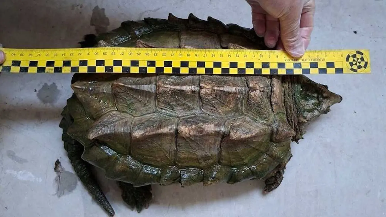 Investigada en Almansa (Albacete) por poseer ilegalmente una tortuga caim&aacute;n