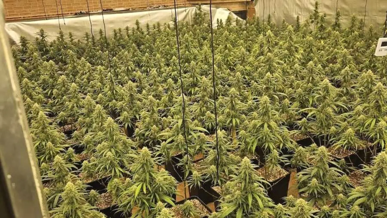 Dos detenidos tras desmantelar 585 plantas de marihuana en Talavera de la Reina (Toledo)