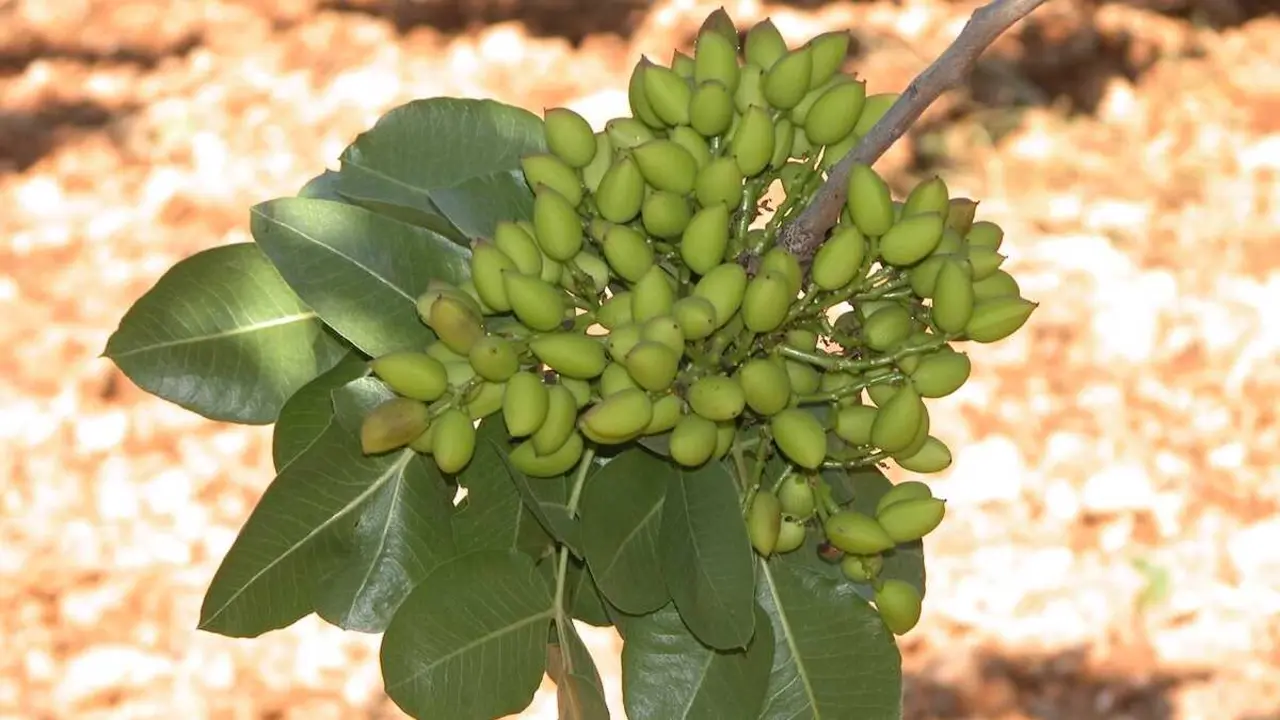 El IRIAF estrena un servicio de identificaci&oacute;n varietal de pistacho, pistacho, cultivo, agricultura ecol&oacute;gica