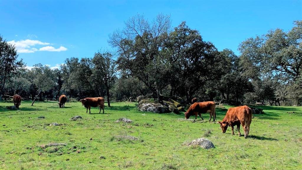 El Gobierno de Castilla-La Mancha destina 57 millones a la agricultura ecológica en el primer semestre de 2021, vacuno, vacas, ganado, ganadería, ganaderos, 
