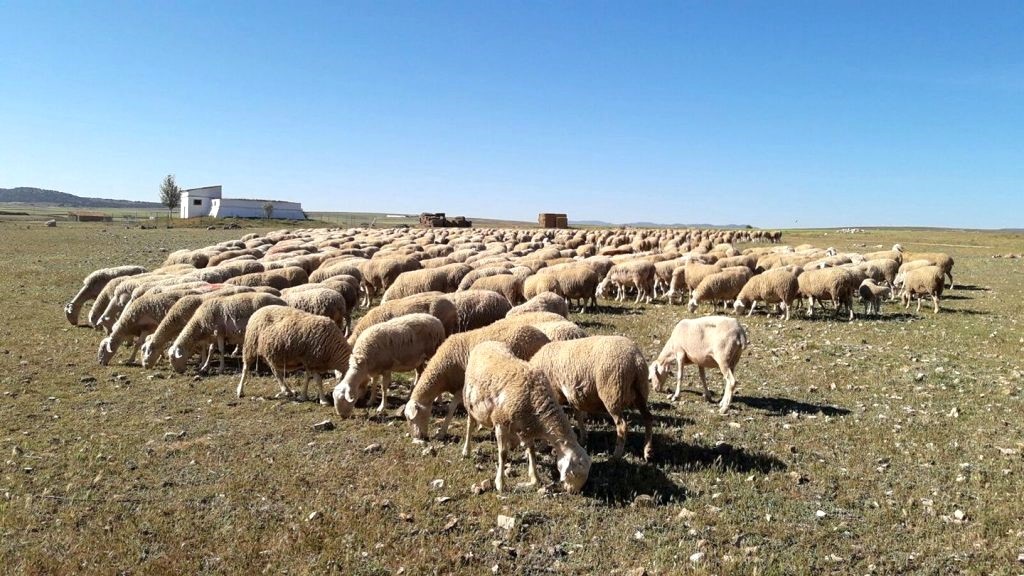 La reaparición de la viruela ovina obliga a sacrificar más de 17.000 reses, ovino, caprino, ganadería, ovejas, 