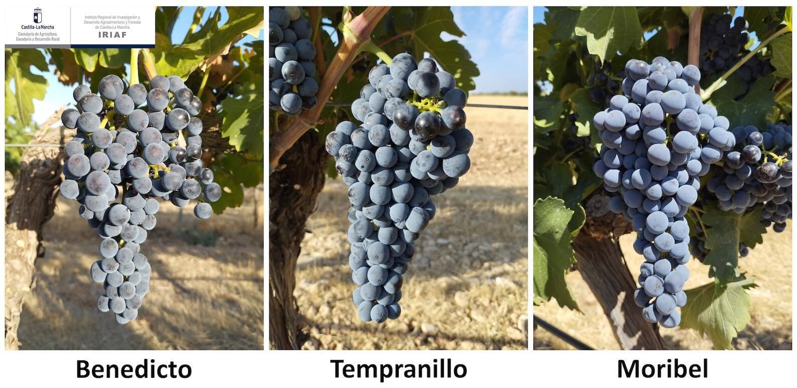 Identifican variedades de vid alternativas para adaptarlas al cambio climático