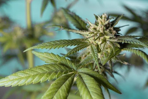 Guía esencial: Cómo elegir las semillas de cannabis perfectas para tus cultivos