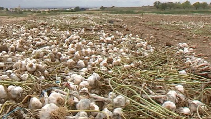 La lluvia torrencial de junio ocasionó cuantiosos daños en el ajo en Castilla-La Mancha, ajos, tormenta, seguros agrarios