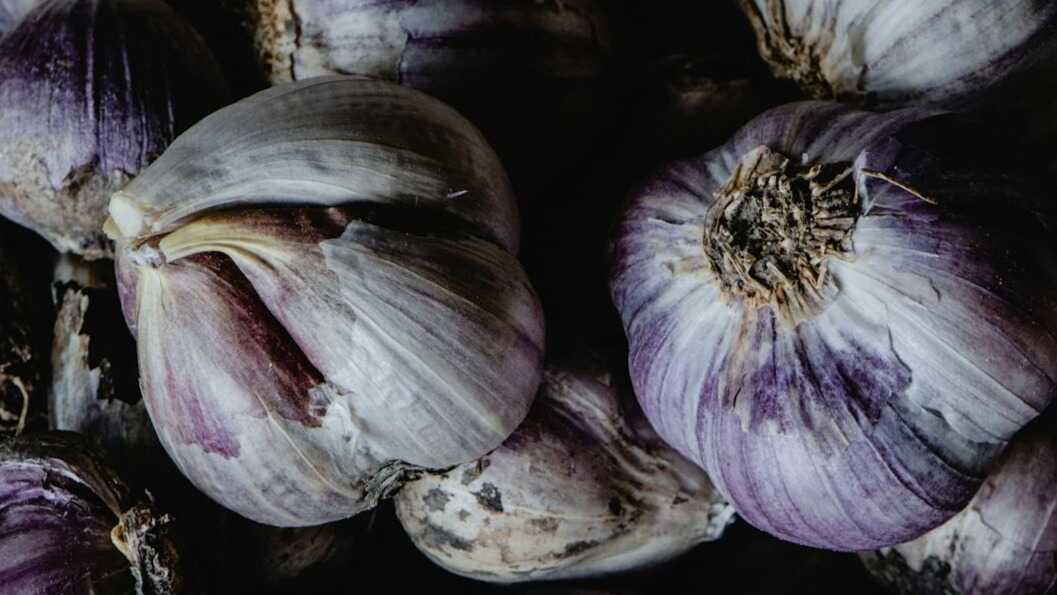 Ajo morado